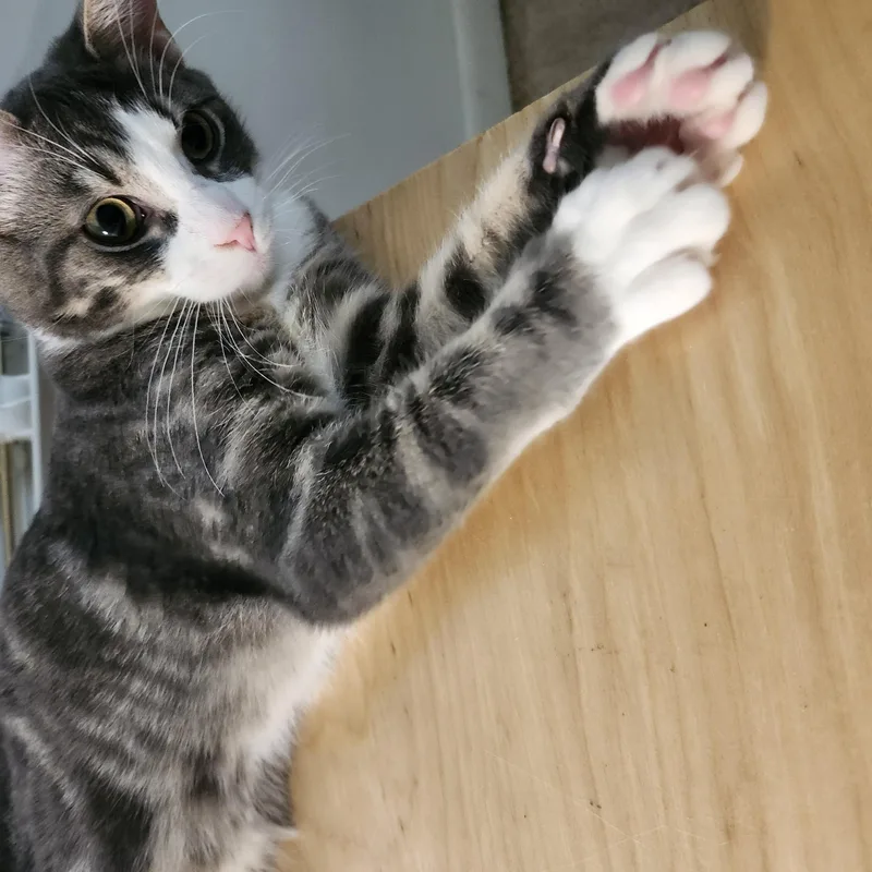 A baby small-sized male Gray & White American Shorthair cat named Ollie  Wild And for adoption in Bristow, VA