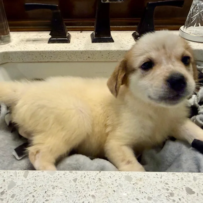 A baby medium-sized female Golden Australian Shepherd dog named Naula for adoption in Fort Collins, CO