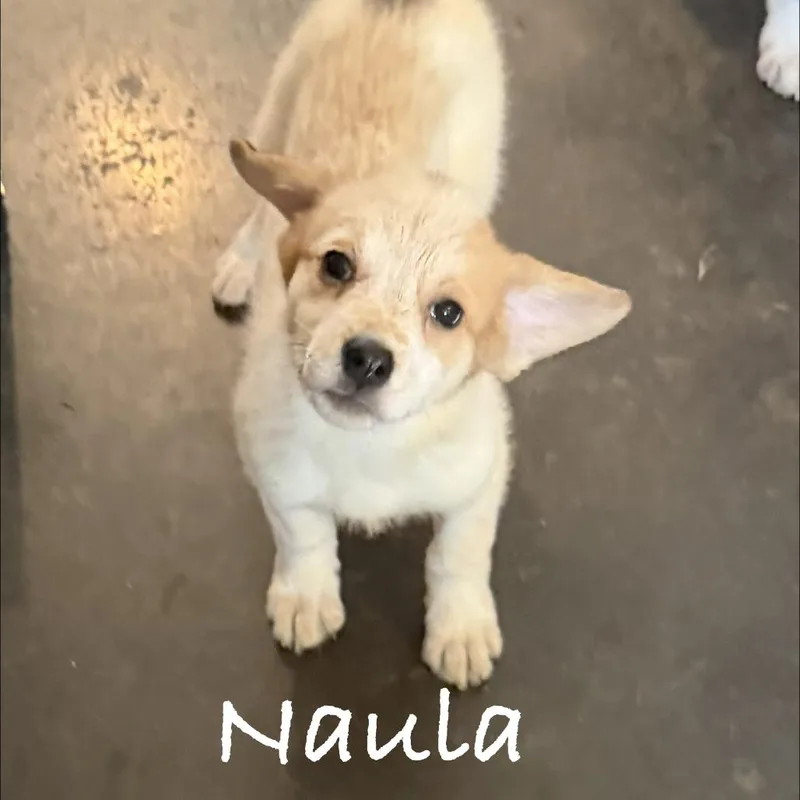 Naula thumbnail 3