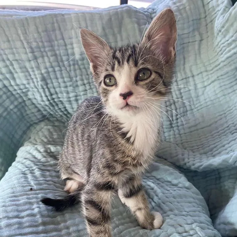 A baby small-sized female Gray / Blue / Silver Domestic Short Hair cat named Maui @ Pet Supermarket for adoption in Summerville, SC