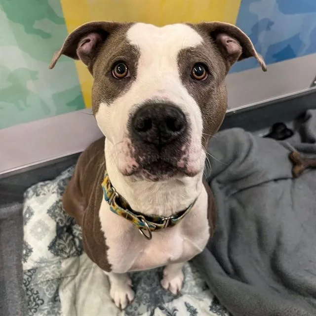 An adult large-sized female Staffordshire Bull Terrier dog named Neffi for adoption in St. Louis, MO