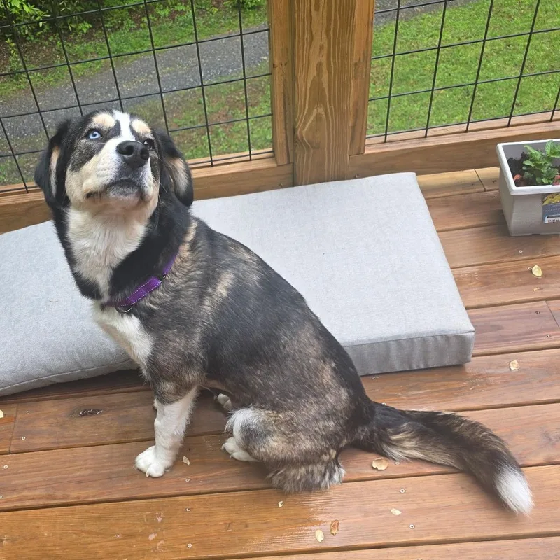 An adult medium-sized female Tricolor (Brown, Black, & White) Husky dog named Layla for adoption in Sylva, NC