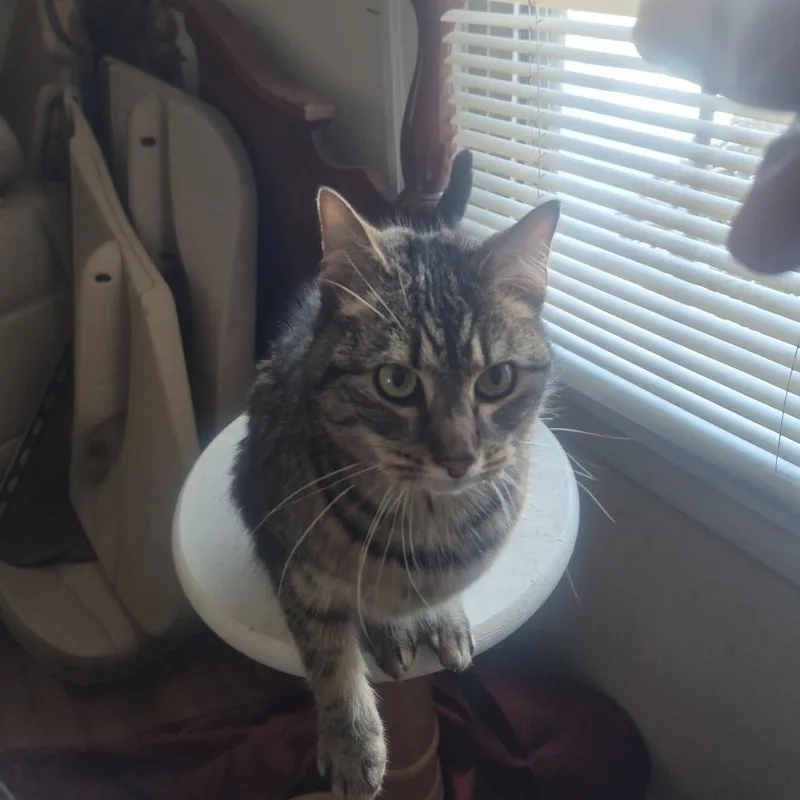 An adult small-sized female Brown / Chocolate Domestic Short Hair cat named Mena for adoption in Roanoke, VA