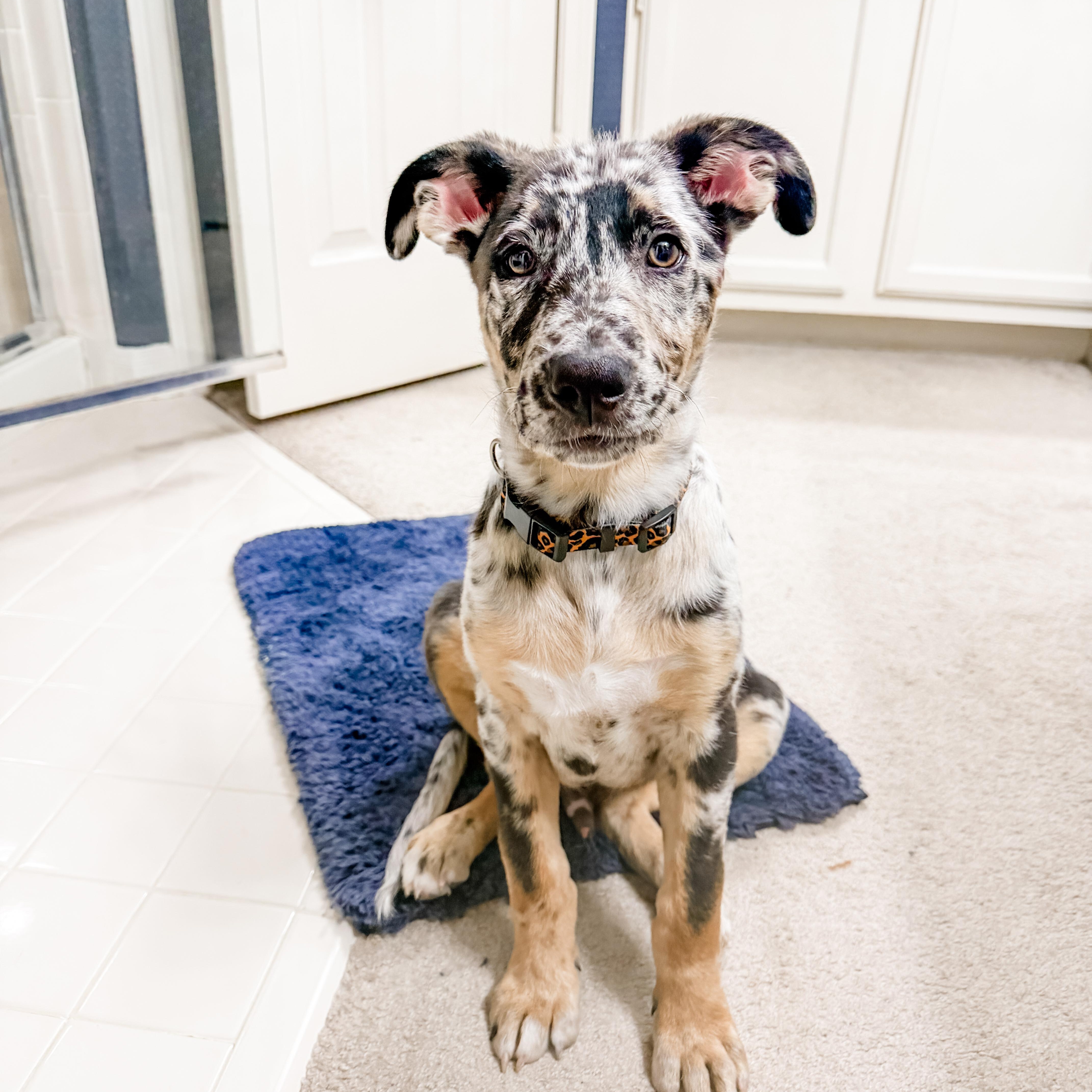 A young medium-sized male Merle (Blue) Catahoula Leopard Dog dog named Wally for adoption in Spring, TX