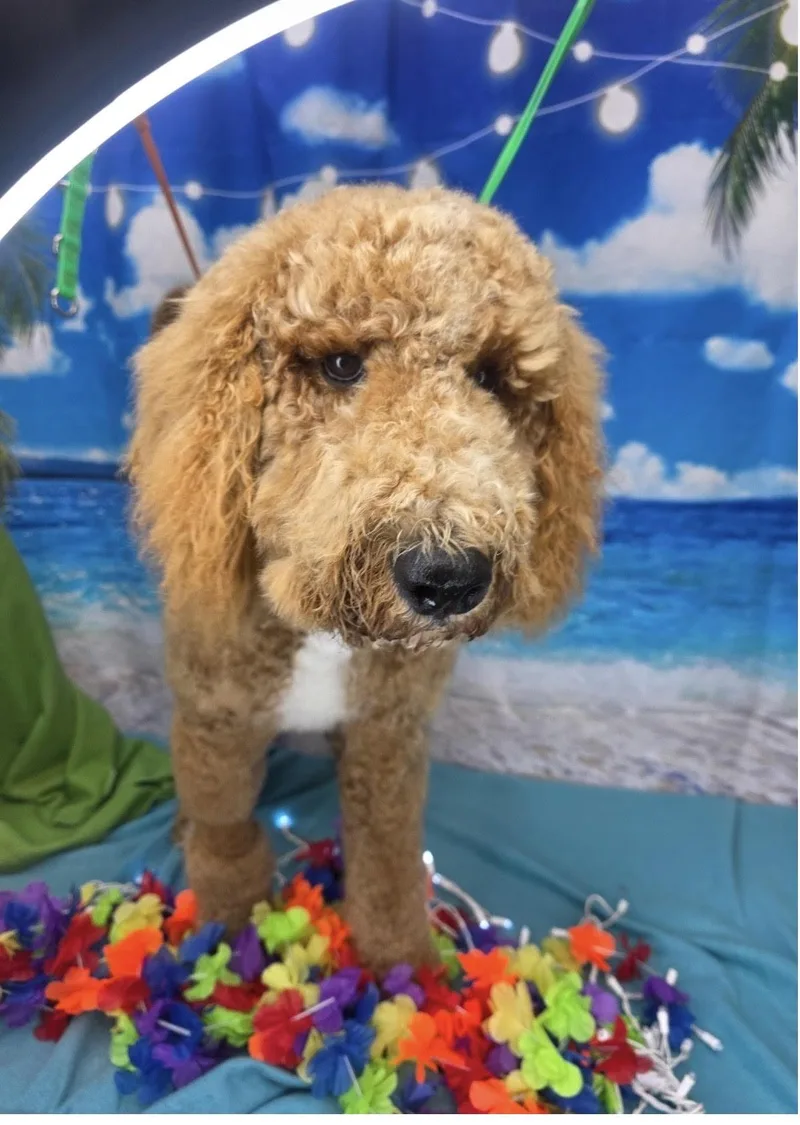 An adult medium-sized male Standard Poodle dog named Princeton Poodle for adoption in Nashville, TN