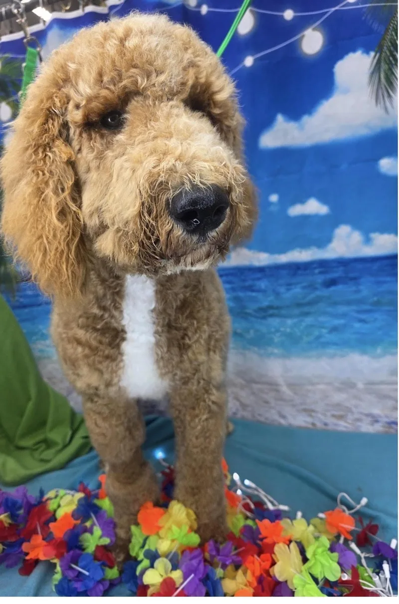 Princeton Poodle thumbnail 2