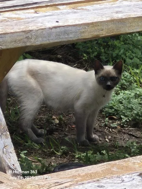 A young medium-sized female Siamese cat named Regina for adoption in San Antonio, TX