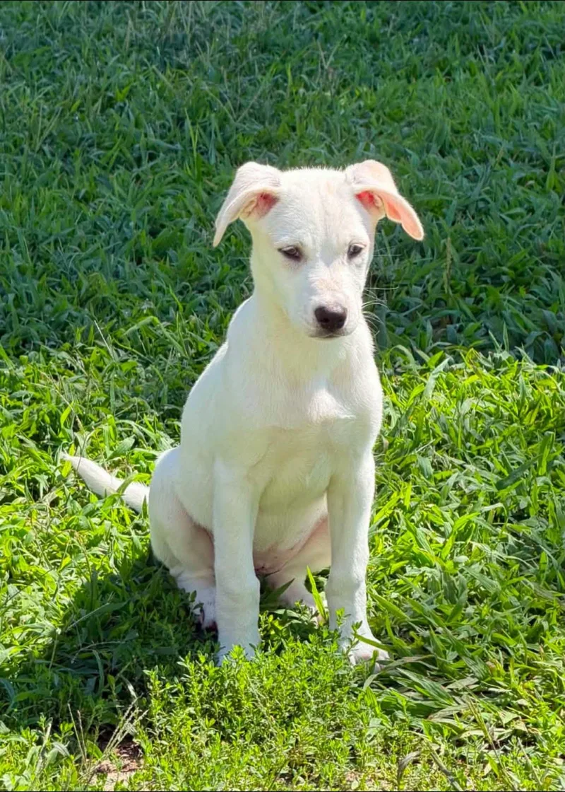 A baby medium-sized female Labrador Retriever dog named Eden for adoption in Alexander, AR
