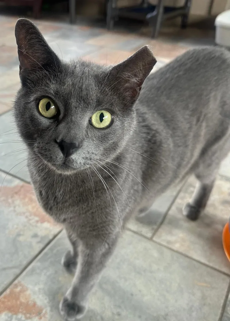 Heathcliff thumbnail 3