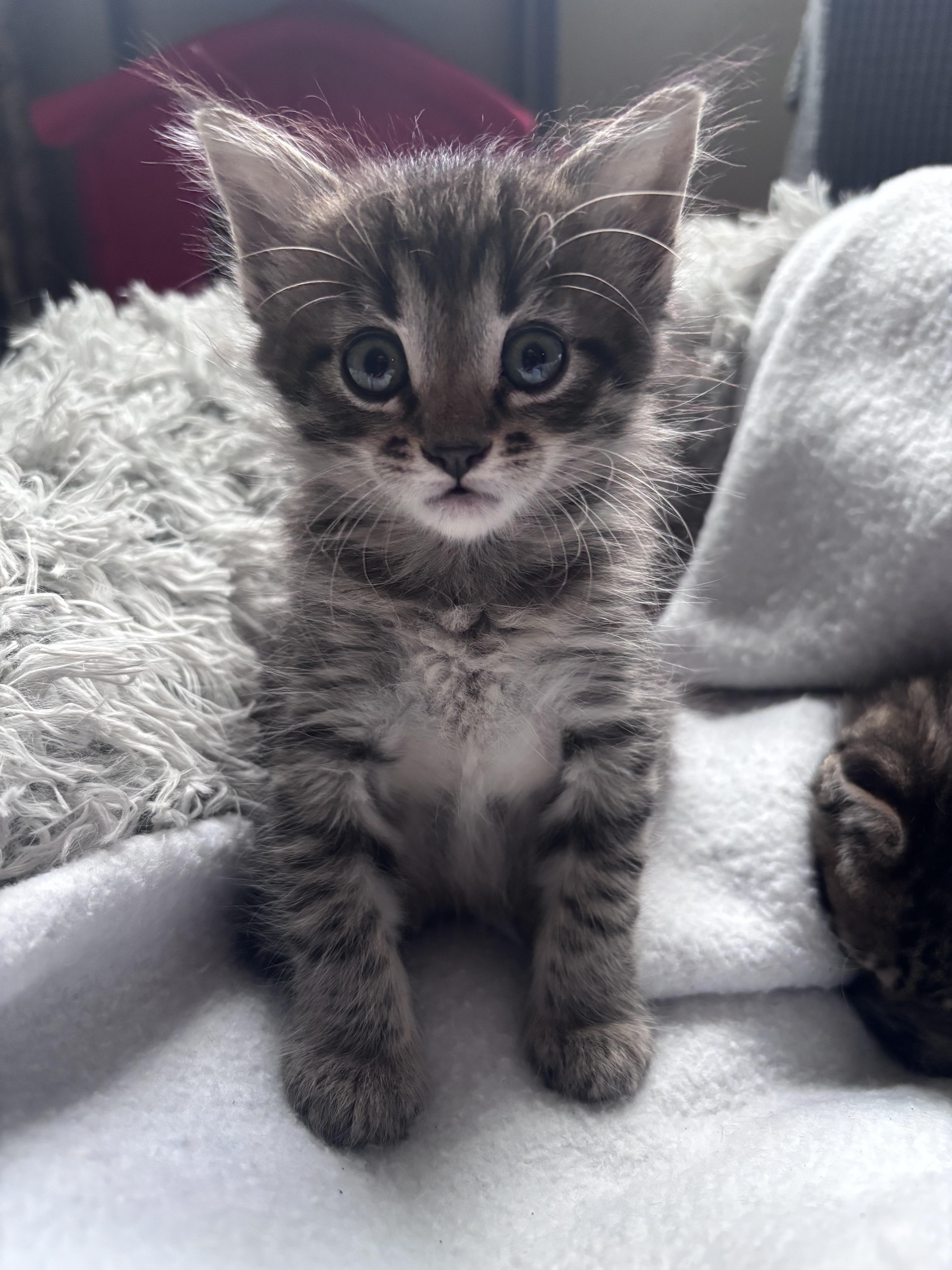 A baby medium-sized female Tabby (Brown / Chocolate) Tabby cat named Leia for adoption in Columbia, SC