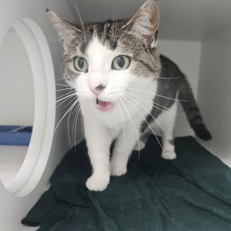 An adult medium-sized female White Domestic Short Hair cat named Bella for adoption in Fall River, MA