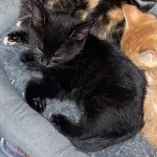 A baby small-sized male Black Domestic Short Hair cat named Meatball for adoption in Philadelphia, PA