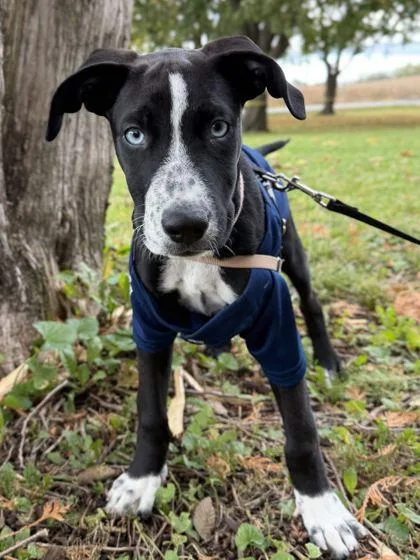 A baby medium-sized male Australian Cattle Dog / Blue Heeler dog named Yeti for adoption in Jefferson, WI