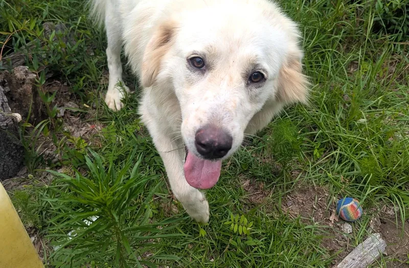 An adult large-sized female Great Pyrenees dog named Golden for adoption in Fosters, AL