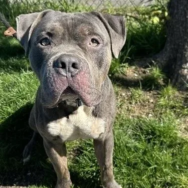 Blue Steel