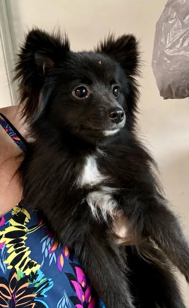 A baby small-sized female Black Pomeranian dog named Pippa for adoption in Tifton, GA