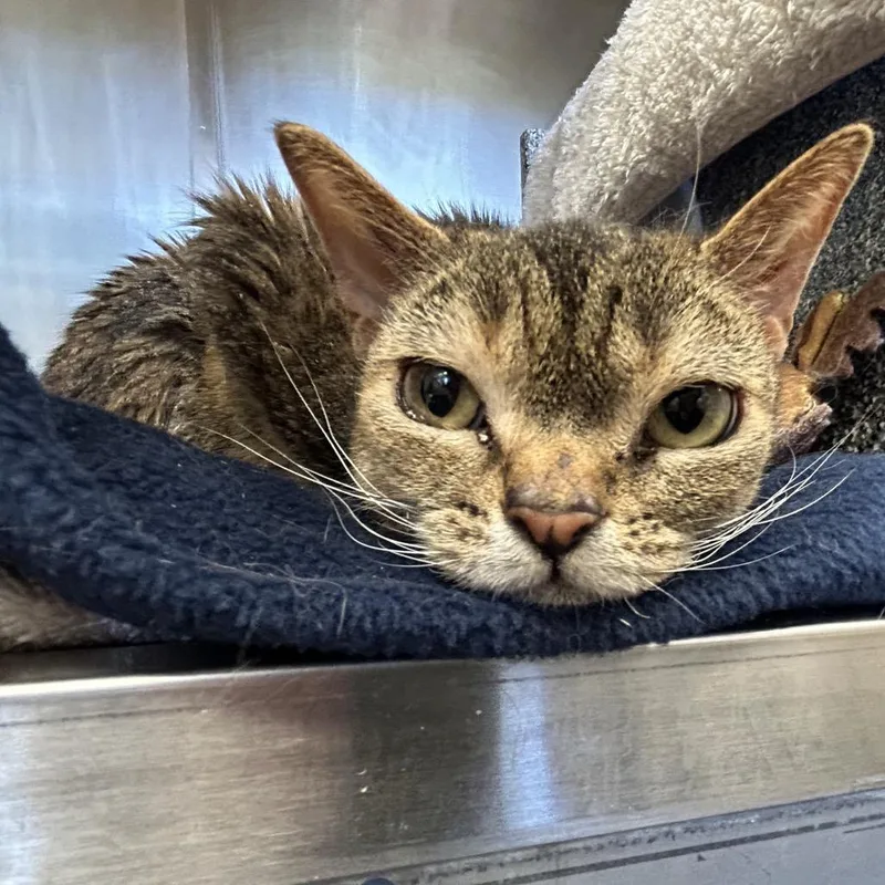 A senior medium-sized female Torbie Domestic Short Hair cat named Bambi for adoption in Birdsboro, PA