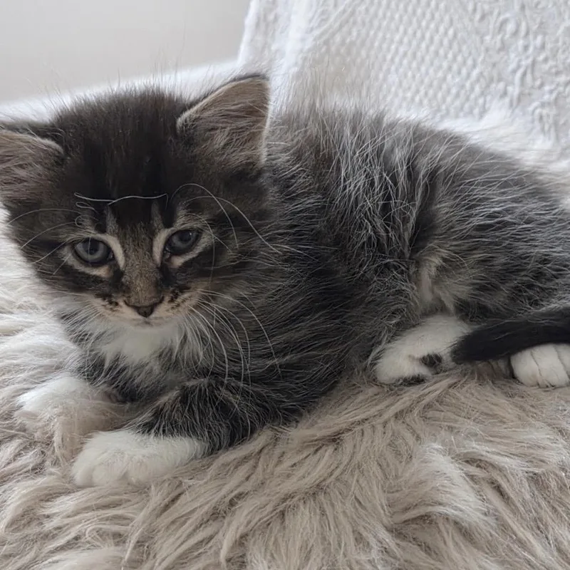 Sam