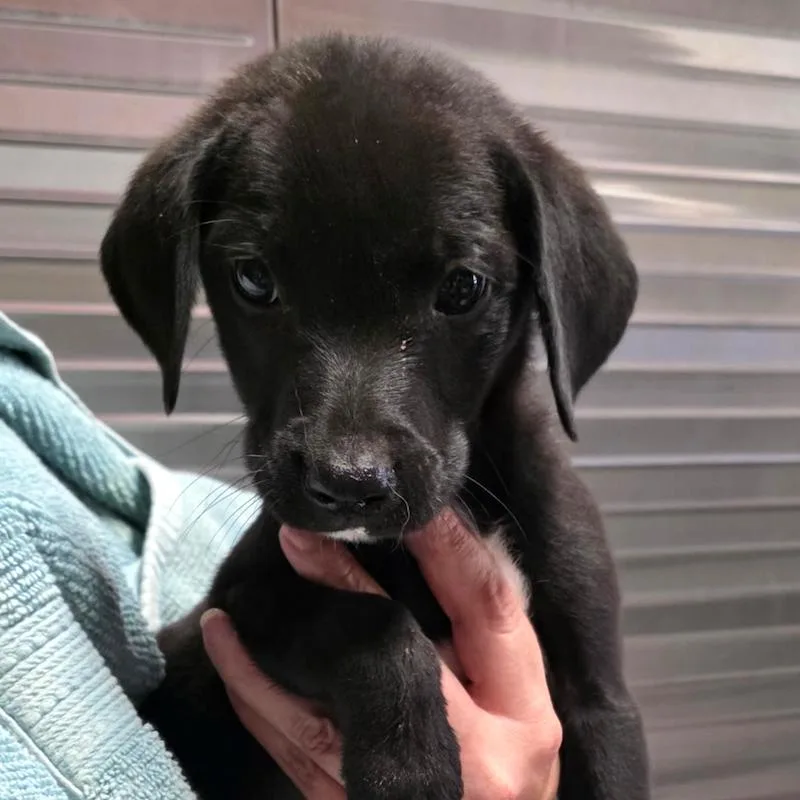 A baby medium-sized male Golden Retriever dog named River Pup Male for adoption in Fairfax, VA