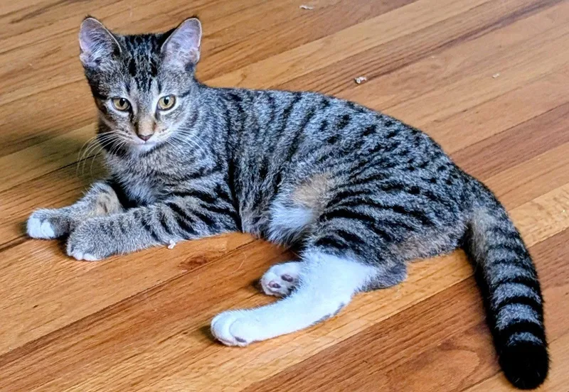 A baby medium-sized female Domestic Short Hair cat named Matilda for adoption in Kansas City, MO