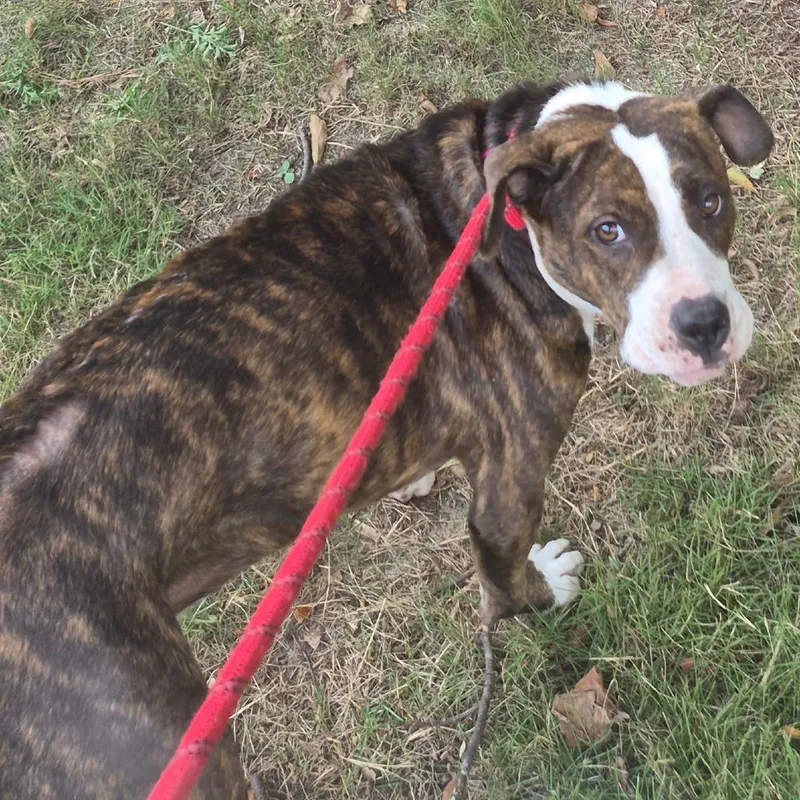 An adult medium-sized female Brindle Mixed Breed dog named Barbie for adoption in Columbus, GA