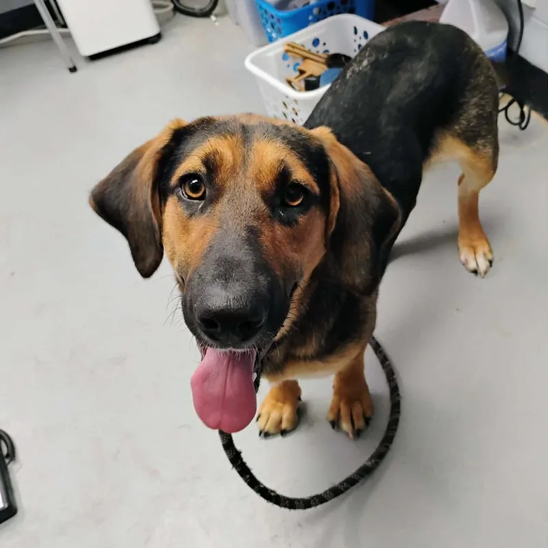 An adult medium-sized female Brown / Chocolate Mixed Breed dog named Junie for adoption in Duncan, OK