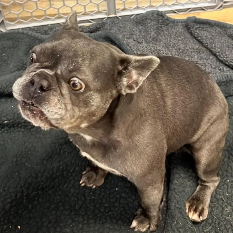 An adult medium-sized female Gray / Blue / Silver French Bulldog dog named Latifah for adoption in Huber Heights, OH
