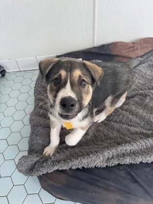A baby medium-sized male Shepherd dog named Bleu for adoption in Fort Worth, TX