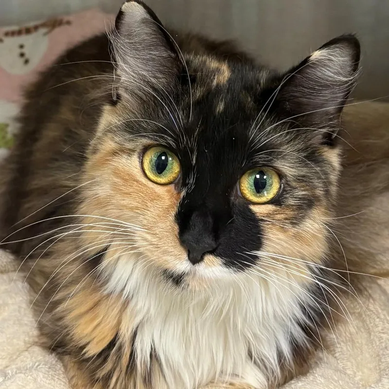 An adult medium-sized female Calico Domestic Long Hair cat named Lilly for adoption in East Hanover, NJ