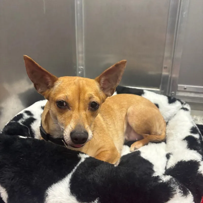 Princesa thumbnail 2