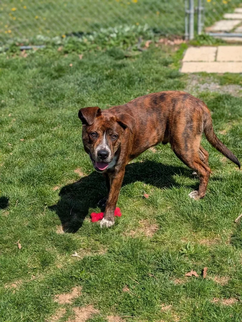 A young large-sized male Brindle Mixed Breed dog named Dodge for adoption in Chambersburg, PA