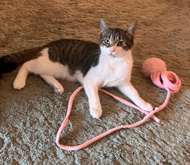 An adult medium-sized female Tabby (Brown / Chocolate) Domestic Short Hair cat named Elle for adoption in North Babylon, NY