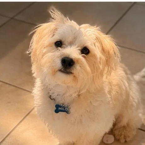 A young small-sized male White / Cream Shih Tzu dog named Milo for adoption in Sacramento, CA