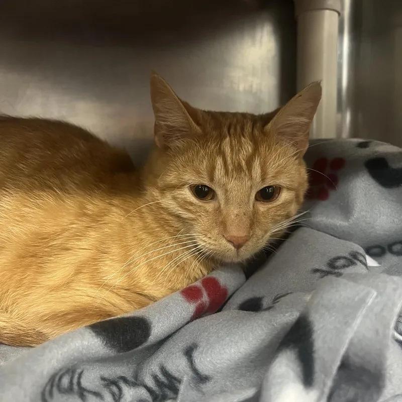 An adult medium-sized male Orange / Red Domestic Short Hair cat named Rusty for adoption in Mentor, OH