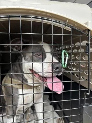 An adult medium-sized male Mixed Breed dog named Thorpe for adoption in West Chester, PA