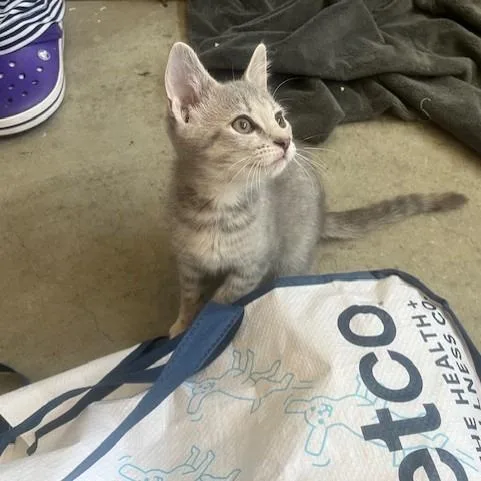 A baby small-sized male Gray / Blue / Silver Domestic Medium Hair cat named Darcy for adoption in Melbourne, KY