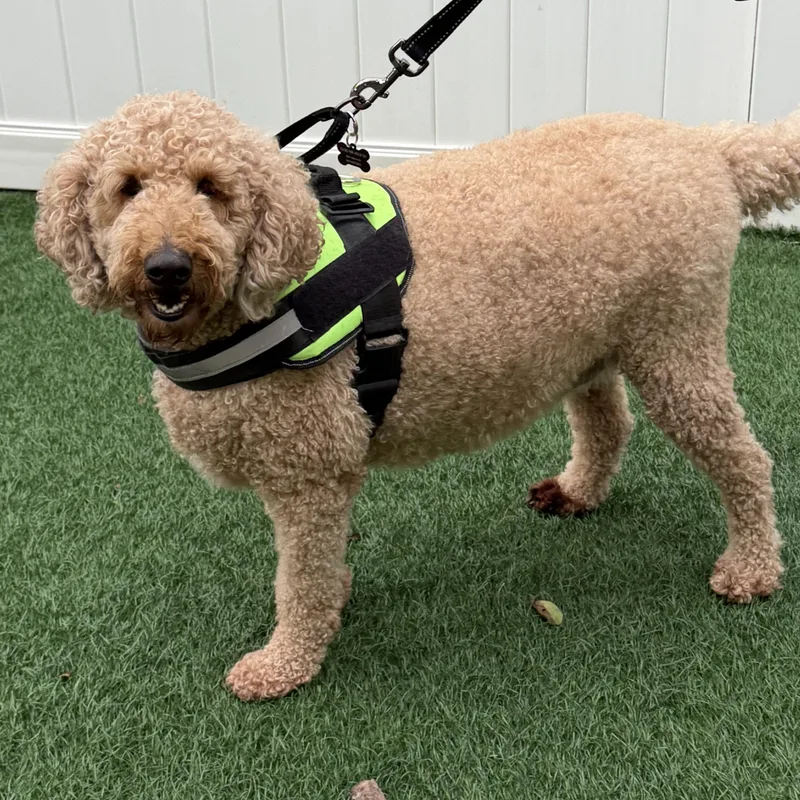 An adult large-sized male Red / Chestnut / Orange Goldendoodle dog named Bailey for adoption in Libertyville, IL