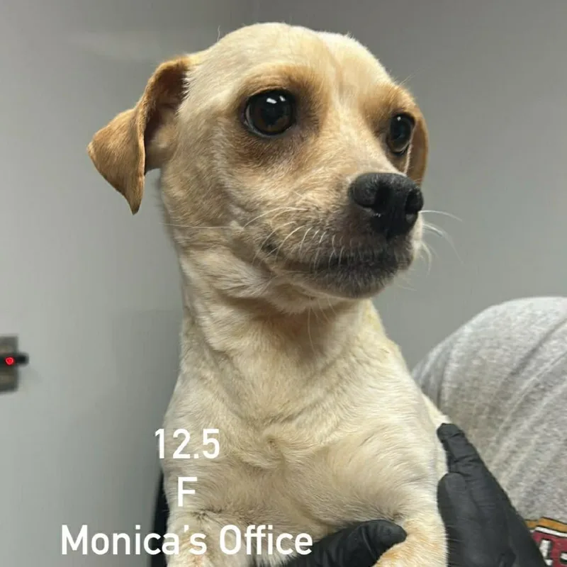 An adult small-sized female Yellow / Tan / Blond / Fawn Chihuahua dog named Mint Chocolate Chip for adoption in Manhattan, KS