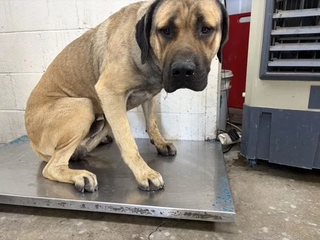 An adult large-sized male Mastiff dog named Blue for adoption in San Bernardino, CA