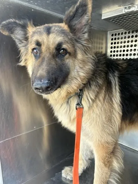 An adult large-sized male German Shepherd Dog dog named Sarge for adoption in Mesa, AZ