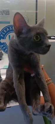A young medium-sized female Domestic Short Hair cat named Smokey for adoption in Los Angeles, CA