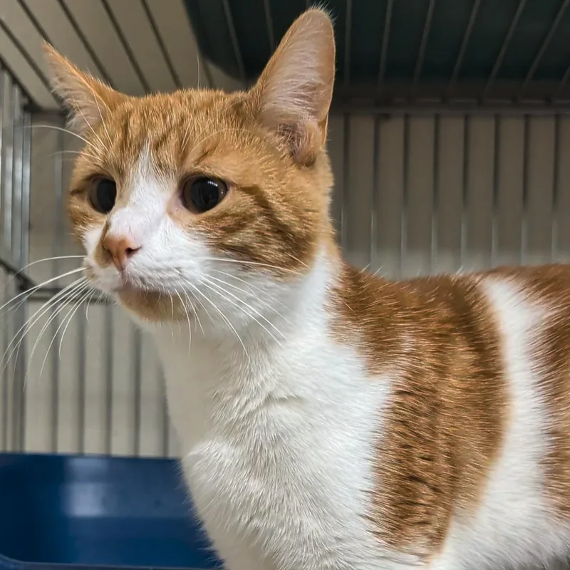 An adult medium-sized male Orange & White Domestic Short Hair cat named Laramie for adoption in West Jefferson, OH