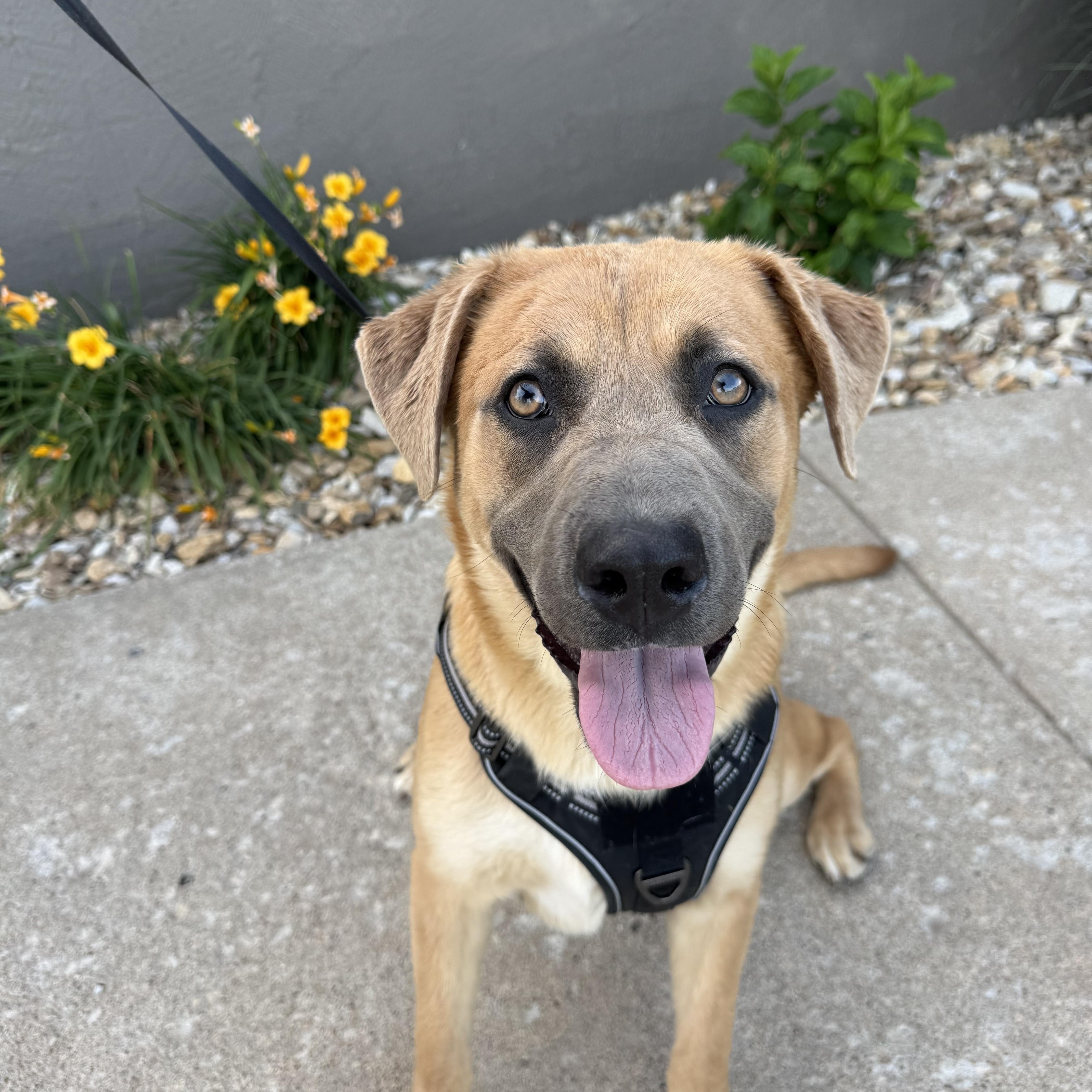 A young medium-sized female Golden Shepherd dog named Kylee for adoption in Hiawatha, KS