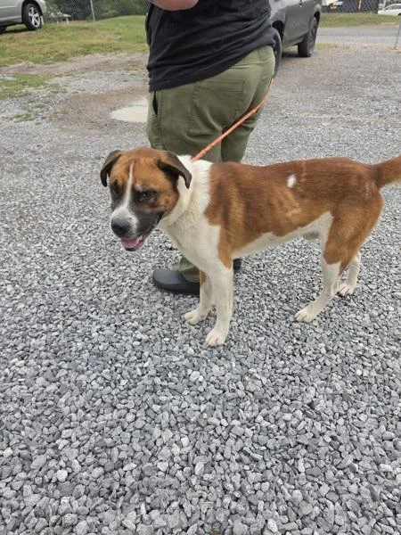 An adult large-sized male Mixed Breed dog named Shake Shack for adoption in Cleveland, TN