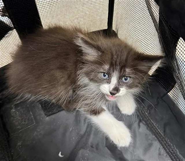 A baby small-sized male Domestic Short Hair cat named Frenchie for adoption in Naples, FL