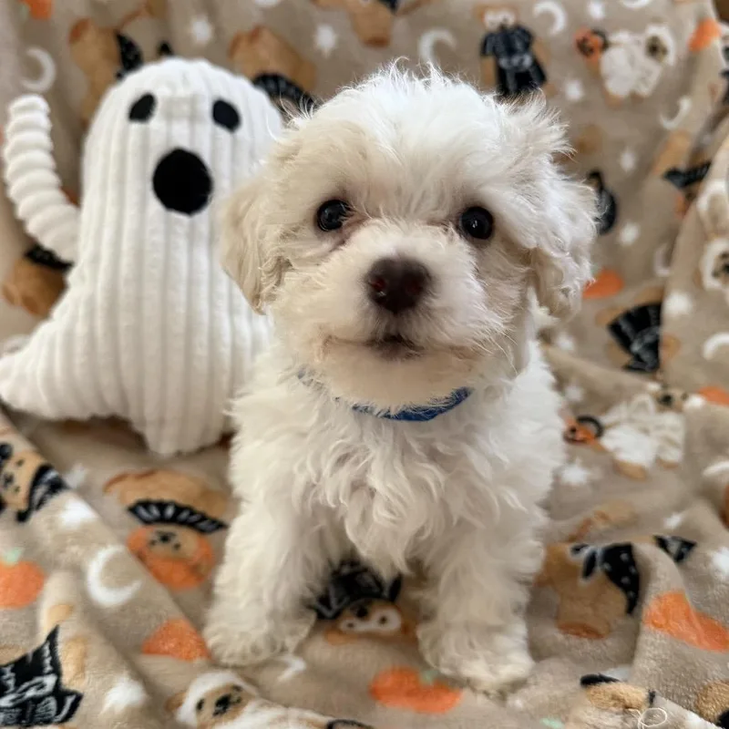 A baby small-sized male Poodle dog named Boo for adoption in Las Vegas, NV