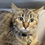 An adult small-sized female Tabby (Buff / Tan / Fawn) Domestic Short Hair cat named Mayci for adoption in Lansing, MI