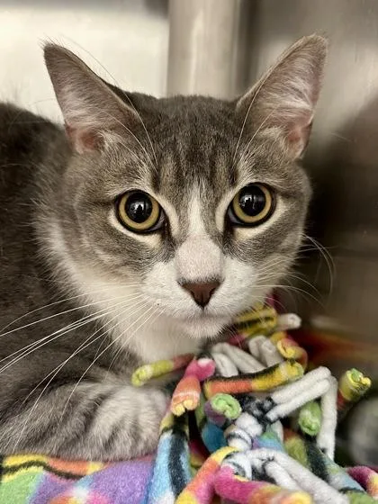 An adult large-sized male Gray / Blue / Silver Domestic Short Hair cat named GrayGray for adoption in Wichita, KS