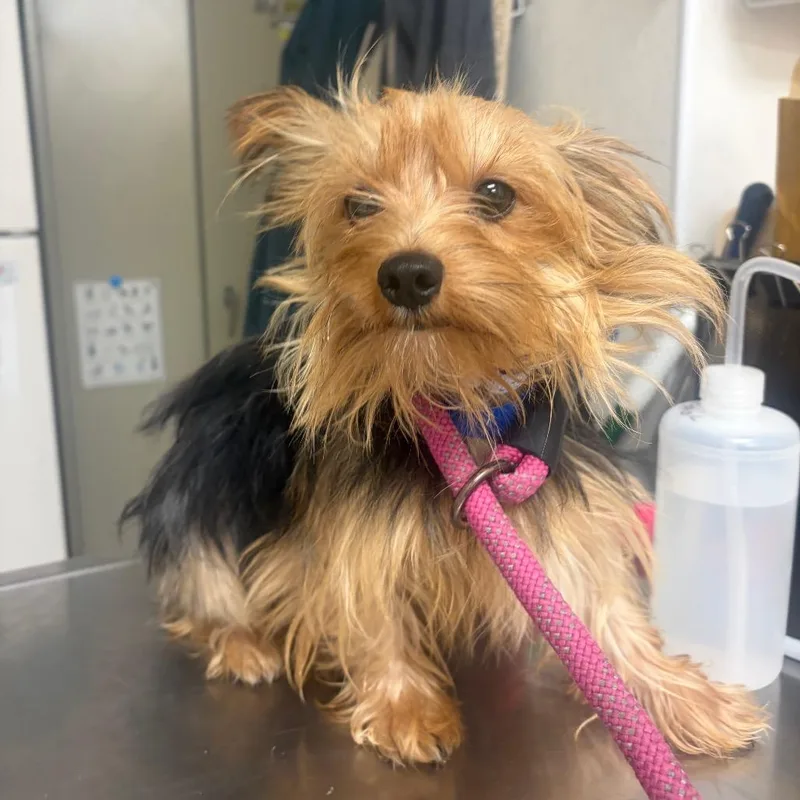 An adult small-sized male Black Mixed Breed dog named Sonic for adoption in Pekin, IL