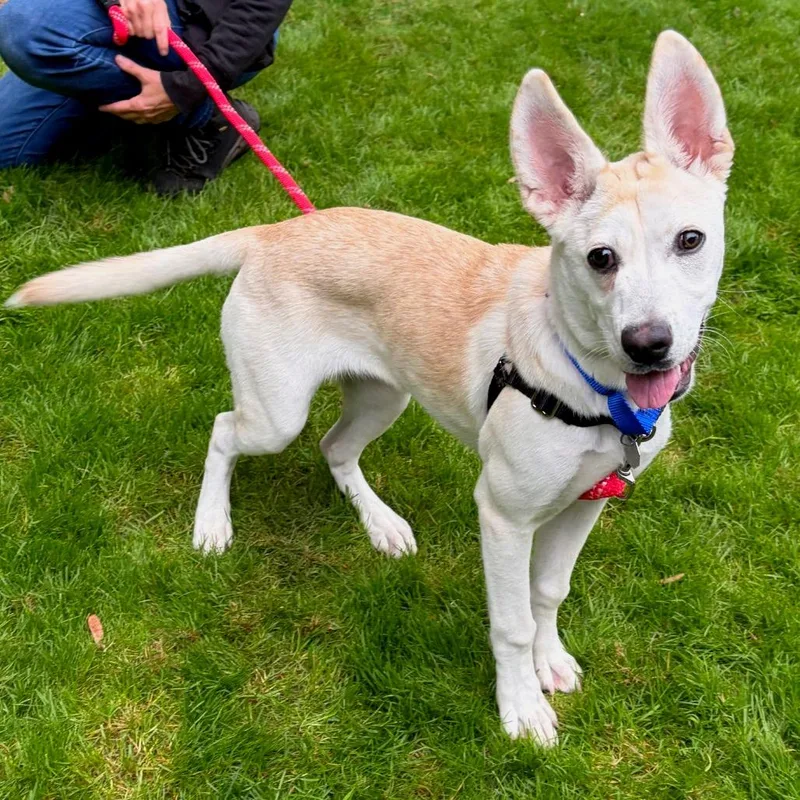 A young small-sized female Shepherd dog named Campbell for adoption in Woodinville, WA